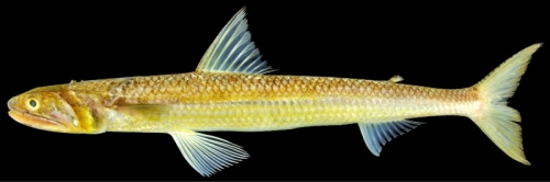 鹿大生「未知の魚」を発見 日鹿兒島大學研究生發現「未知魚類」