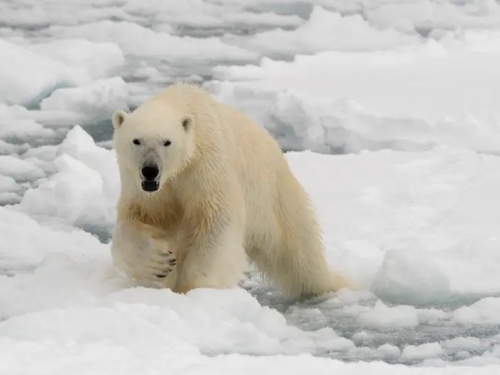 等不到人類救命！北極熊默默「DNA變異」自救　適應暖化改吃植物