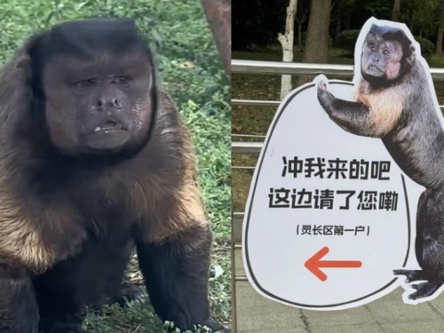 「方臉醜猴」爆紅1個月驚傳離世！ 網全震撼
