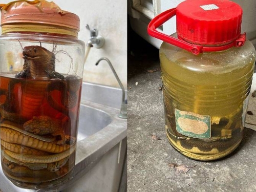 驚悚！ 肥美巨蛇塞甕10年 眼鏡蛇「狠瞪前方」嚇壞網友：還活著