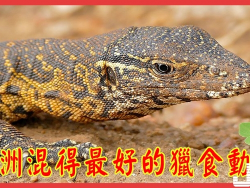 非洲混得最好的獵食動物，不是獅子不是蜜獾而是這種爬行動物