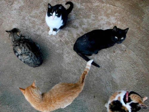 交往1年後首踏入女友租屋 男友驚見「標本喵」險嚇暈