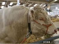農場母牛全沒懷孕！配種公牛愛「同性」拒交配　恐提早宰殺