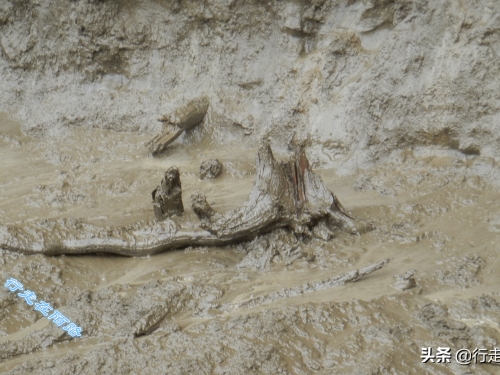 俄羅斯永凍土融化：地面下陷百米深，出土史前小馬駒化石
