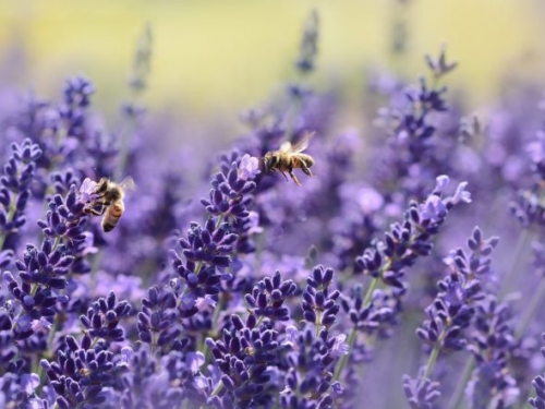 臭氧改變花香氣味，研究：九成蜜蜂找不到花