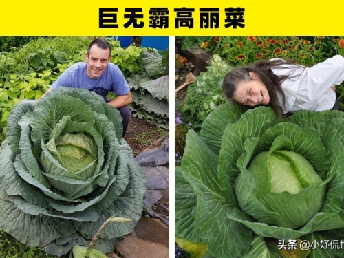 巨型果蔬​：盤點世界上5種難得一見的巨型果蔬