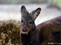 牠還活著！消失逾60年　喀什米爾麝現身阿富汗
