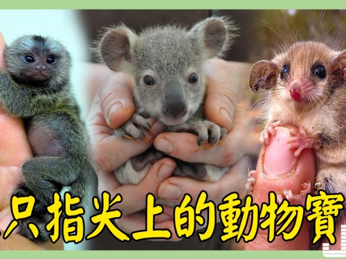 12只指尖上的動物寶寶，你最想把哪個帶回家？