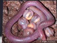 「惡魔的生物」在印度現蹤　外表像滿嘴毒牙的蛇頭