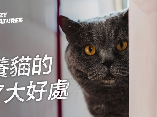 養貓的7大科學好處 | 奇怪動物紀錄片