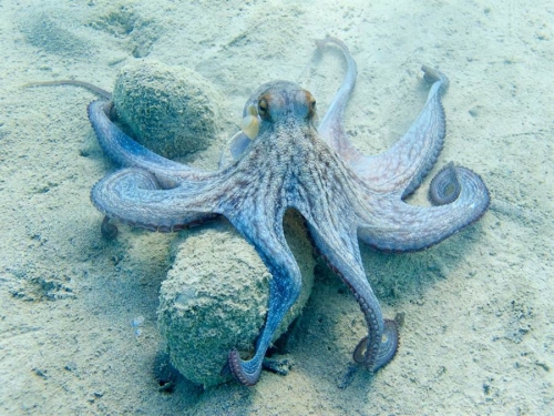 超軟Q章魚「咻一下直接隱形」10秒療癒片流出