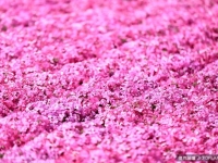 像是戀愛一樣♥全世界『粉紅色世界』景點10選！