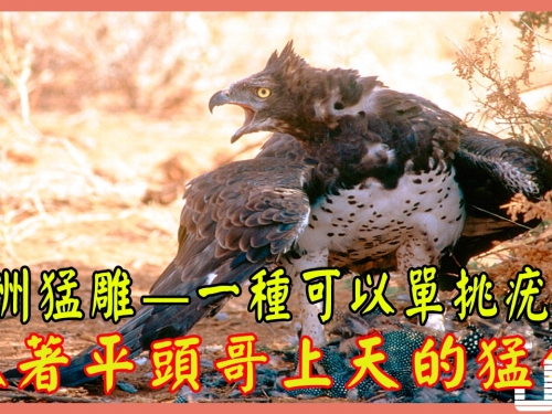 非洲猛雕——一種可以單挑疣豬，抓著平頭哥上天的猛禽
