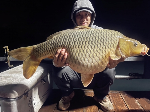 這不是寶可夢！日月潭「超巨鯉魚王現蹤」超驚人畫面曝