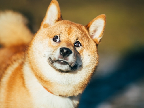 柴犬散步回家突「呱呱叫」 掰嘴一看出大事了