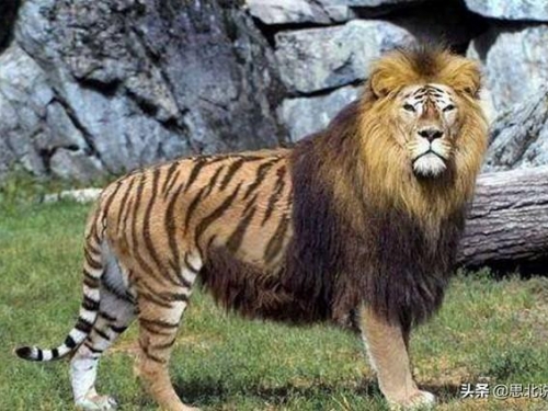 獅虎獸vs虎獅獸哪個更厲害？令人驚嘆的雜交動物