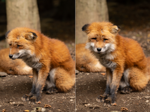 一臉傷心欲絕的狐狸！網心疼︰像極了早起上班的我