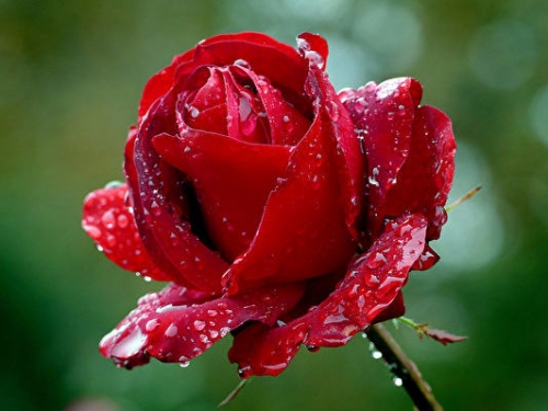 玫瑰芬芳來自何方 科學家終於解開個中之謎