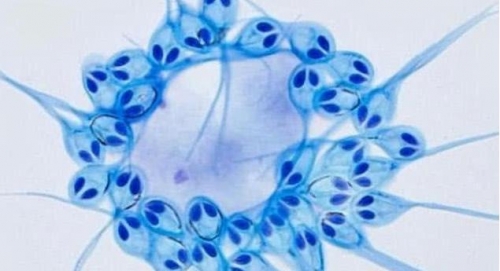 是生物就一定要呼吸？科學家：已發現全球首個不用呼吸的動物