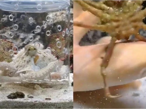 把廁所改造成「私人海生館」…鯊魚章魚通通有 他堅持拍6年影片未停更