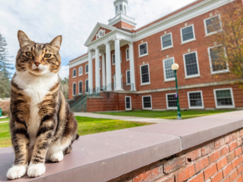 虎斑貓成校園團寵、還有貼身保鑣　佛蒙特州立大學授榮譽學位