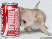 比一罐可樂還小 世界最迷你吉娃娃 有超雄偉男性象徵