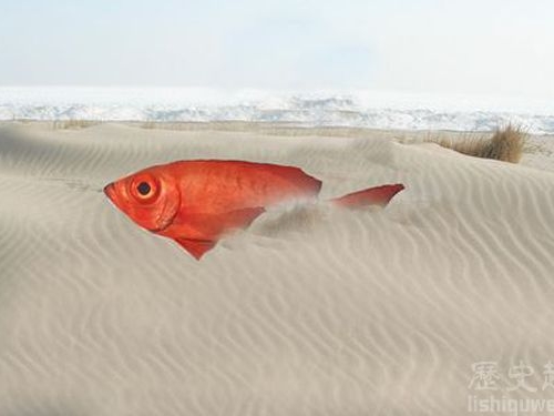 世界上最神奇的魚類:沙漠魚是如何生存的