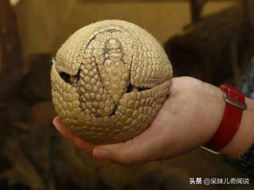 世界上最堅硬的動物，連子彈都能抵禦，它到底是什麼來頭？