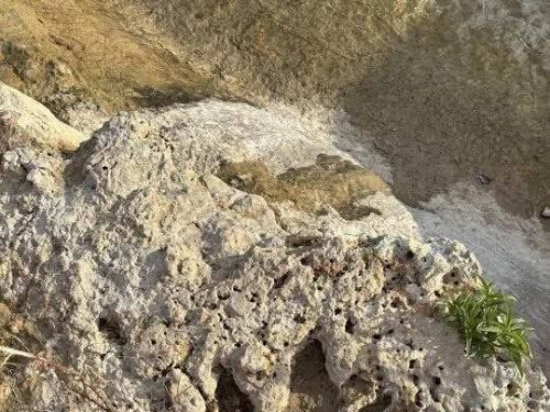 洪水意外揭密！美國德州現1.15億年前「恐龍足跡」