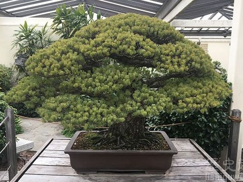 全球最長壽盆栽 快四百歲了！