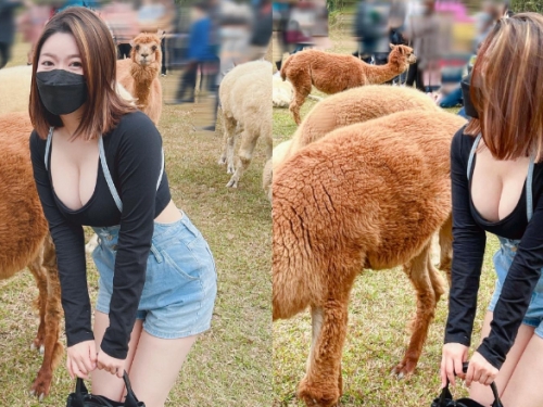 草泥馬真的好大！短髮俏女孩「Judy邱比特」爆乳追羊駝