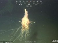 非洲海岸發現深海神秘生物：「飛行義大利麵怪獸」！