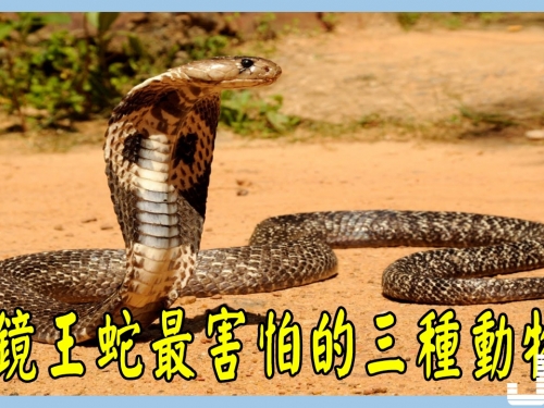 眼鏡王蛇最害怕的三種動物，有兩種可以把眼鏡王蛇當辣條吃