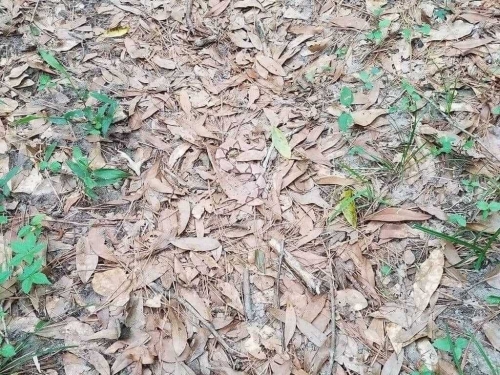 找到快脫窗！他曬照警告「蛇藏在草地上」 網嚇：有夠毒