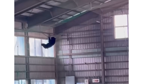 日本山形高中「功夫黑熊」吊單槓 小學被熊破窗闖入