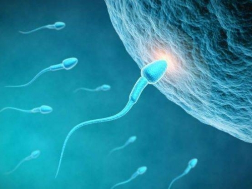 顛覆認知！精子運動違反牛頓定律 科學家找到原因