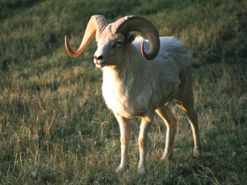 世上唯一會誤殺自己的動物，躲過追殺，也難逃“自殺”的命運