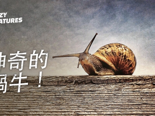 神奇的蝸牛！| 奇怪動物紀錄片
