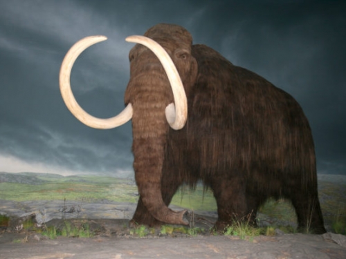 猛瑪象的最後悲歌，基因突變導致糖尿病、發育障礙等遺傳病纏身