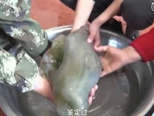 打工踩到「詭異肉團」！ 專家鑑定是價值千萬長生不老藥