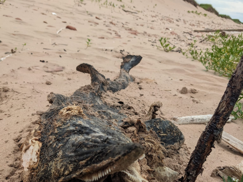 加拿大沙灘驚見猙獰利齒「擱淺海怪」？ 動物學家揭真實身分網大驚