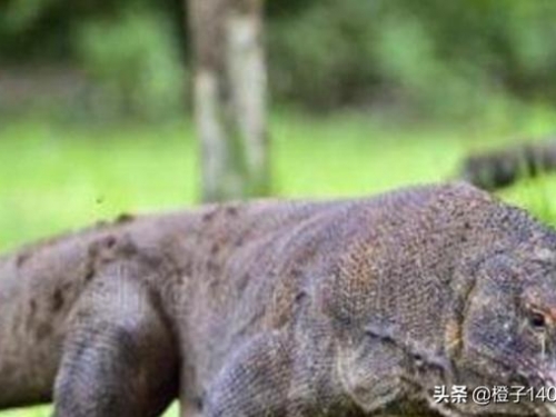 遠古時代的巨型蜥蜴是一個怎麼樣的存在，一口能吞下一個大像嗎