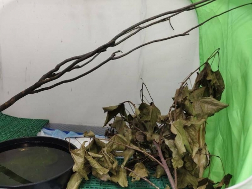 鳥界「忍者」！ 黃小鷺驚人隱身術 鳥友眼花投降