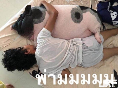 牠超紅！男子天天抱母豬入睡 鄉民以為仿真抱枕揪團購