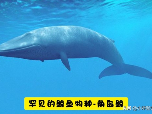 在地球上原本被認為已經消失，但卻被人類再度發現的7種動物