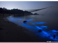 奇幻景象——熒光海浪 [9P]