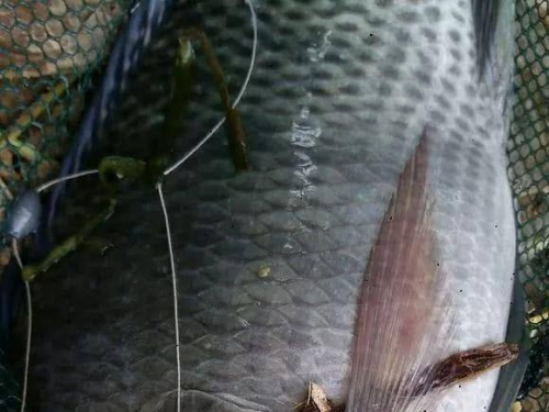 釣友釣出羅非魚，頭部印有“古文字”，網友：有種魚身上專門長字