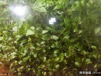 瓶中植物完全與外界隔離：40年僅澆過一次水