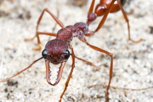世界上最大的螞蟻——公牛蟻