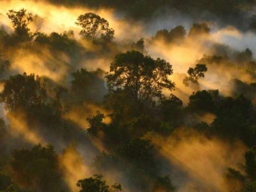 熱帶森林出問題了！碳吸收高峰或已過30年，人類文明2050年崩潰？
